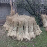 کلوش تازه  دسته بزرگ