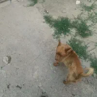 سگ فندی شناسنامه دار