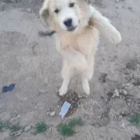 توله نر معاوضه با کبوتر