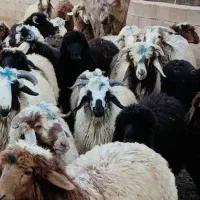 بره فروشی