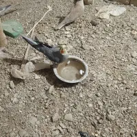 جفت سینامون فول دستی
