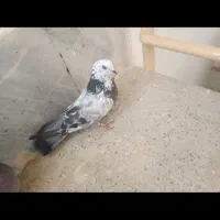 یه جفت اصفهانی پر و بازیکن همه‌ چیز مشخصه