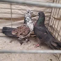 کفتر پرشی علاوه تر