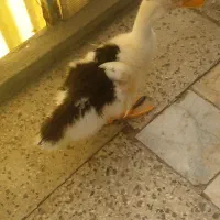 اردک زیبا و سرحال