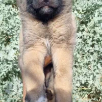واگذاری سگ توله سرابی اصیل نگهبان گله