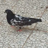 ماده کله سیاه