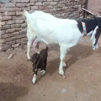 بز  پاکستانی