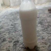 شیر الاغ تازه تمیز در حضور