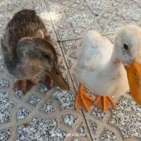 یک جفت اردک سالم و سرحال