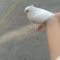 کبوتر تهرانی