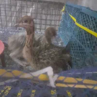 جوجه شترمرغ گردن ابی کاندایی