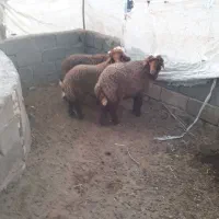 بندر ماهشهر