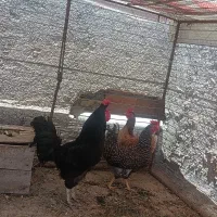 مرغ و خروس محلی اصیل