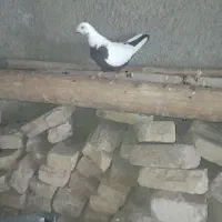 کبوتر فروشی