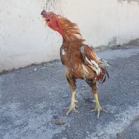 خروس لاری افغان