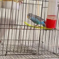 یک عدد مرغ عشق نر بالغ