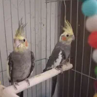 عروس هلندی نر و ماده با قفس