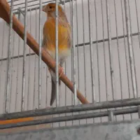 جفت سهره و قناری مست اماده