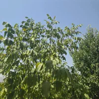 مجموعه-ویلایی-هزار-باغ-سیاخ-دارنگون