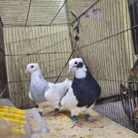 طوقی وسینه سبز