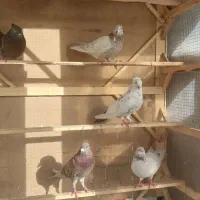تعداد۱۲کفتر نروماده
