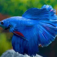 ماهی فایتر جنگجووحلزون و زینتی گوشت خوار کلکسیونی