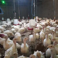 جوجه بوقلمون بیوتی