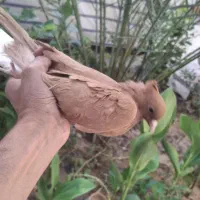 جوجه قناری