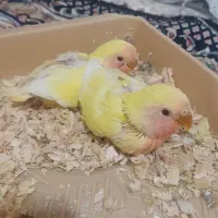 طوطی برزیلی سریلاکی رنگ خاص