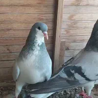 کبوتر بدرنگ