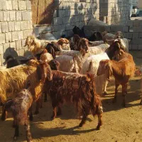 ( فروش بزوبزغاله کردی)