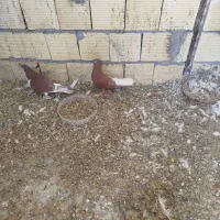 یه جفت نروماده دم سفید ویه نرخوشرنگ