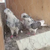 چندجفت حیوون به درد بخور