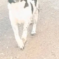 سگ  نگهبان