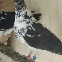 کبوتر