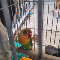 کوتوله بریزیلی پیدا شده