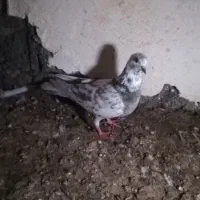 املش|پرنده|املش, |دیوار