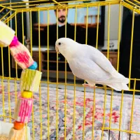 طوطی برزیلی ماده