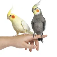 عروس هلندی سره قناری