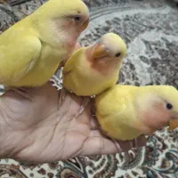 جوجه کوتوله بریزیلی