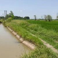 شالیزار