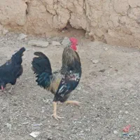 خروس