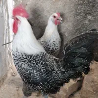 مرغ و خروس براکل سیلور اصیل