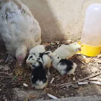 مرغ کرچ گلین چهل تاج با ۶تا جوجه گلین خالص