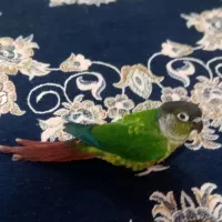 طوطی گرینچ|پرنده|مهاباد (آذربایجان غربی), |دیوار