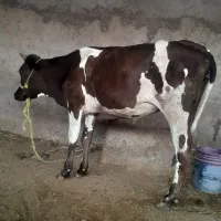 گاو گوساله