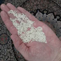 برنج طارم طلایی محصول کلکاسرا