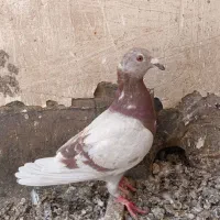 11 تا کفتر مفت