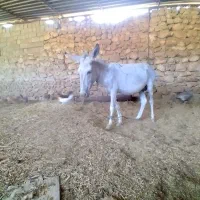 الاغ زیر سواری سند ۳ سال