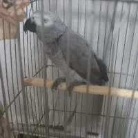 کاسکو سخنگو ۵ساله